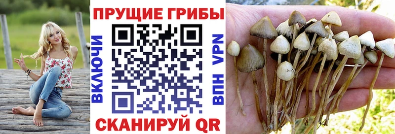 Галлюциногенные грибы Psilocybine cubensis  Сибай 